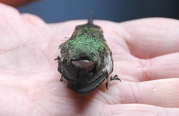 John Aringtons adopted hummingbird