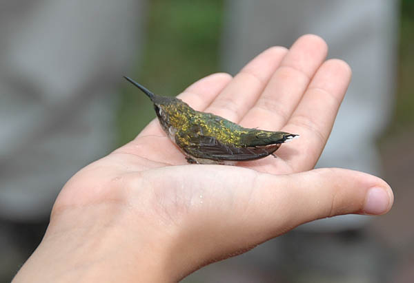 Madison's adopted Ruby-throated Hummingbird